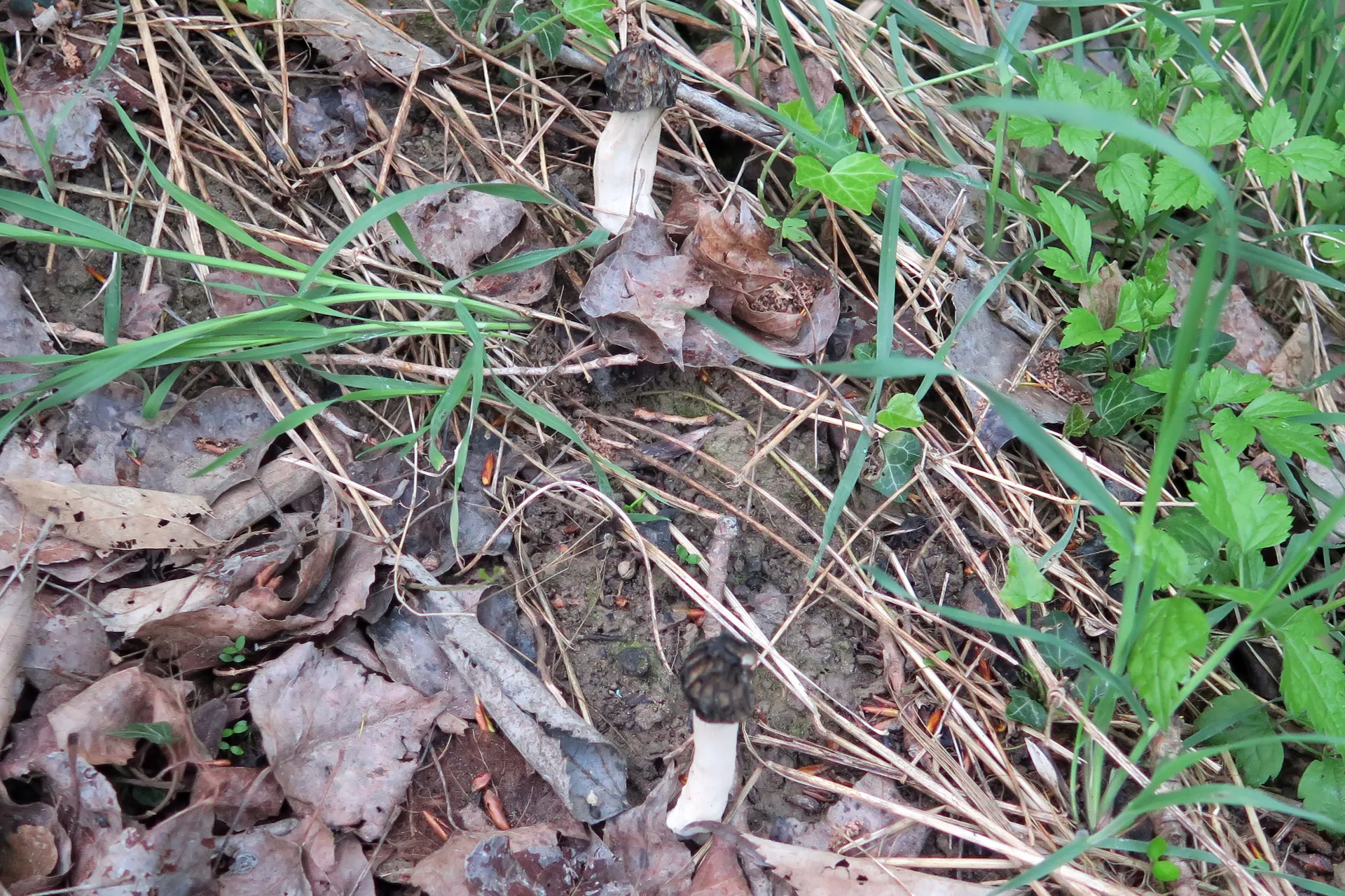 Morchella semilibera - 1
